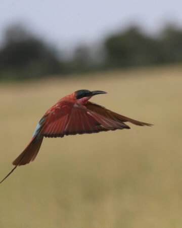 BIRDING Safaris